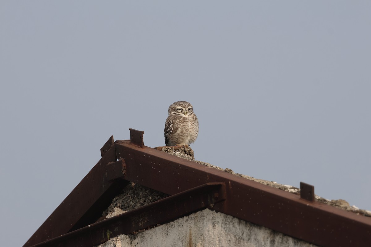 Spotted Owlet - ML646679553