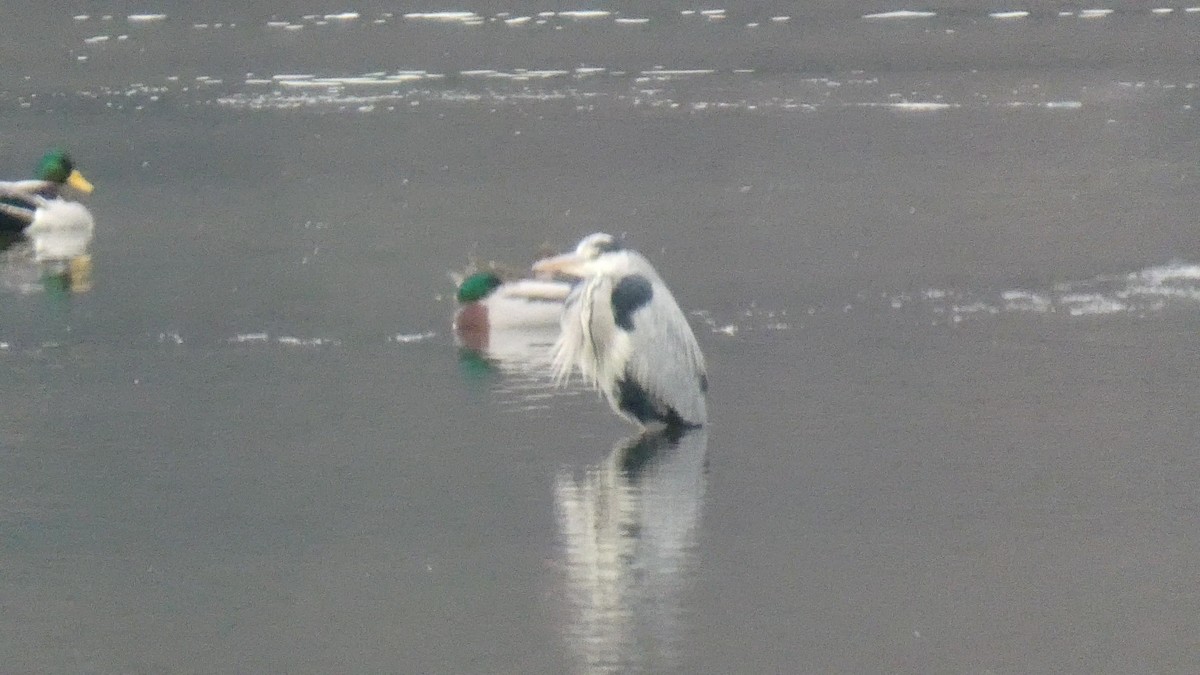 アオサギ - ML646679554