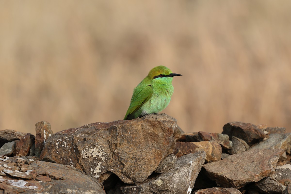 Asian Green Bee-eater - ML646679555