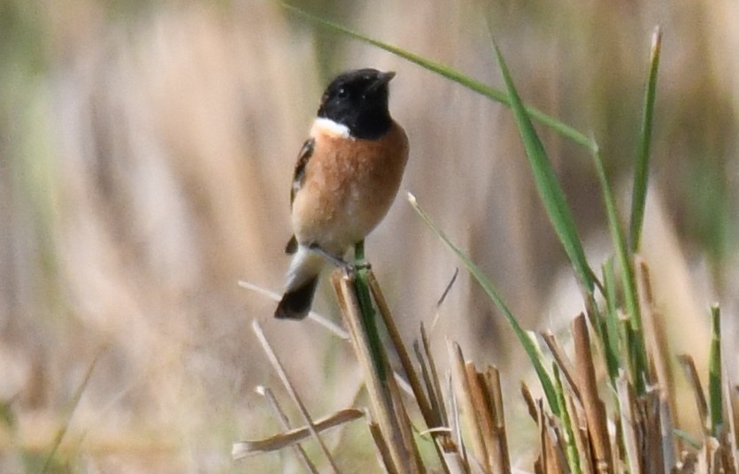 Siberian Stonechat - ML646679560