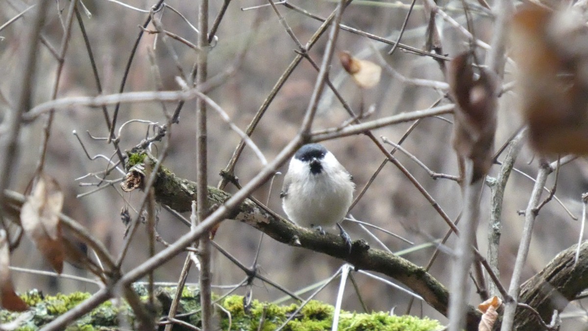 ハシブトガラ - ML646679561