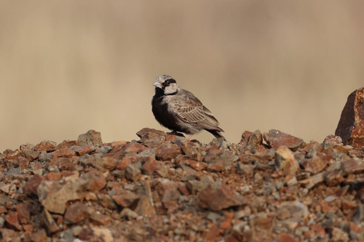 Ashy-crowned Sparrow-Lark - ML646679562