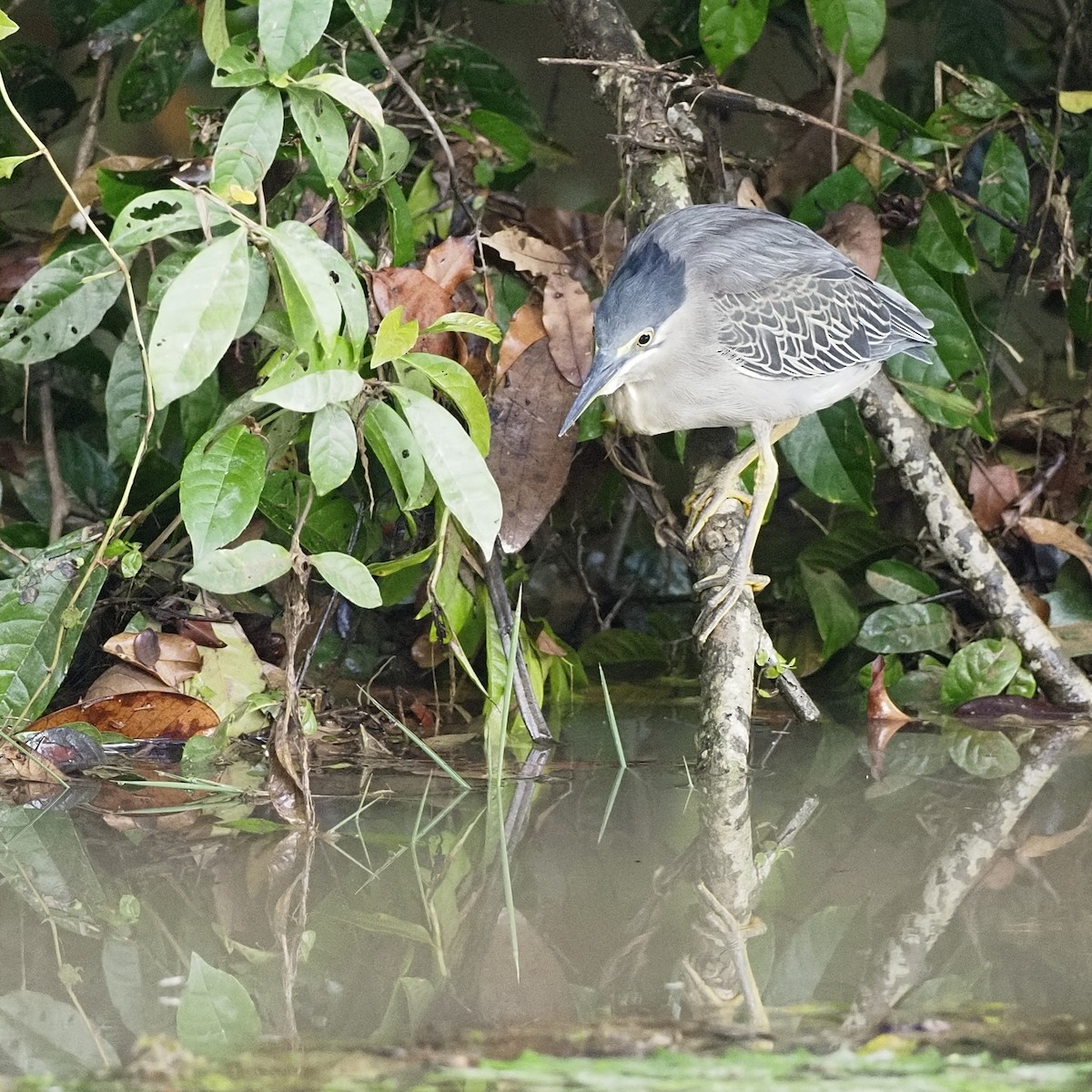Little Heron - ML646679564