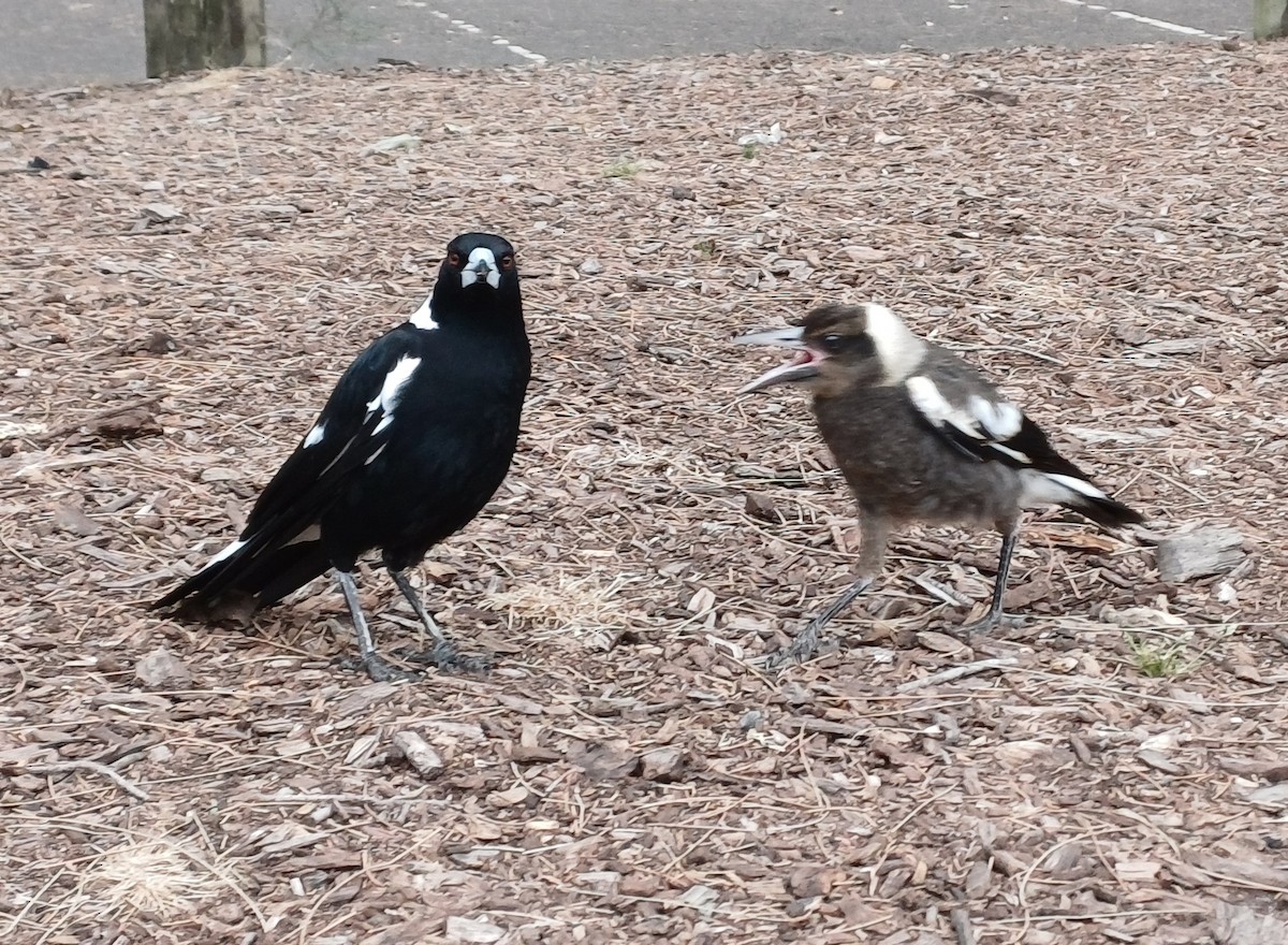 Verdugo Flautista - ML646679565