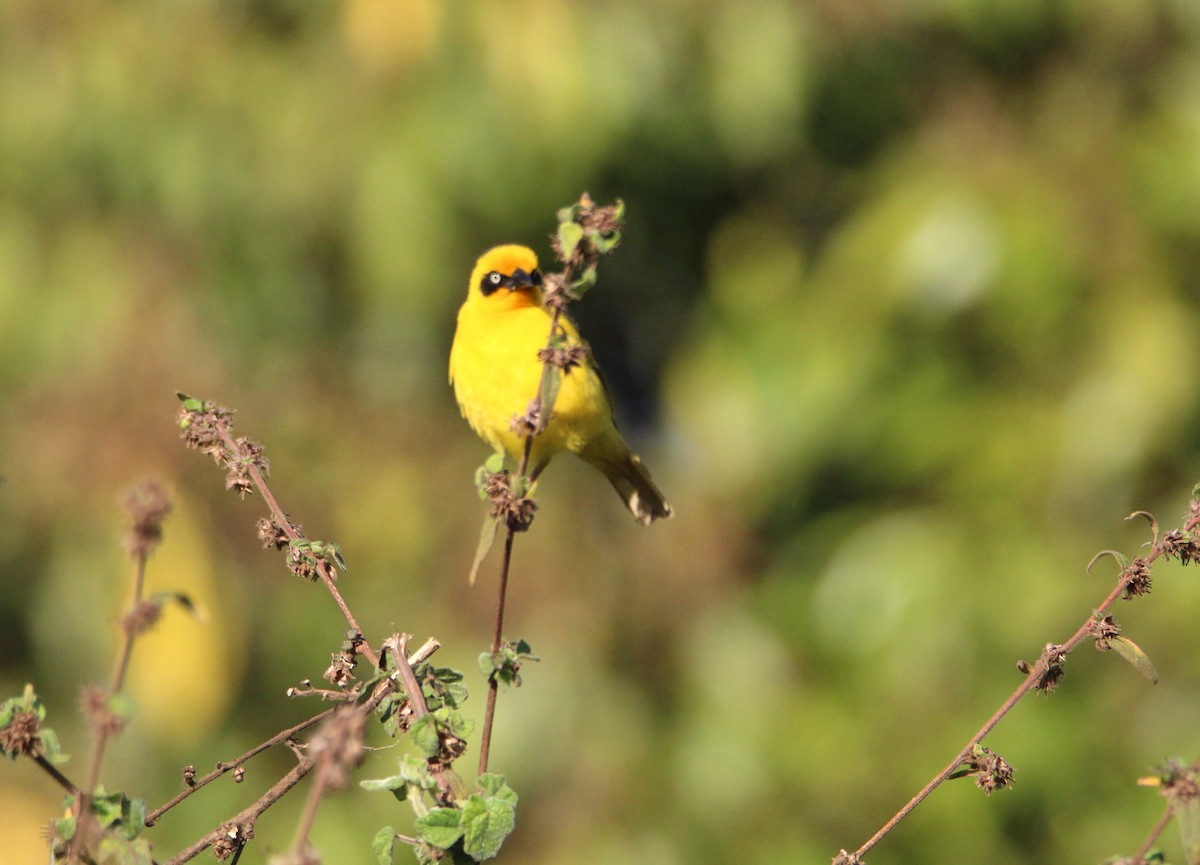 Baglafecht Weaver - ML646679566