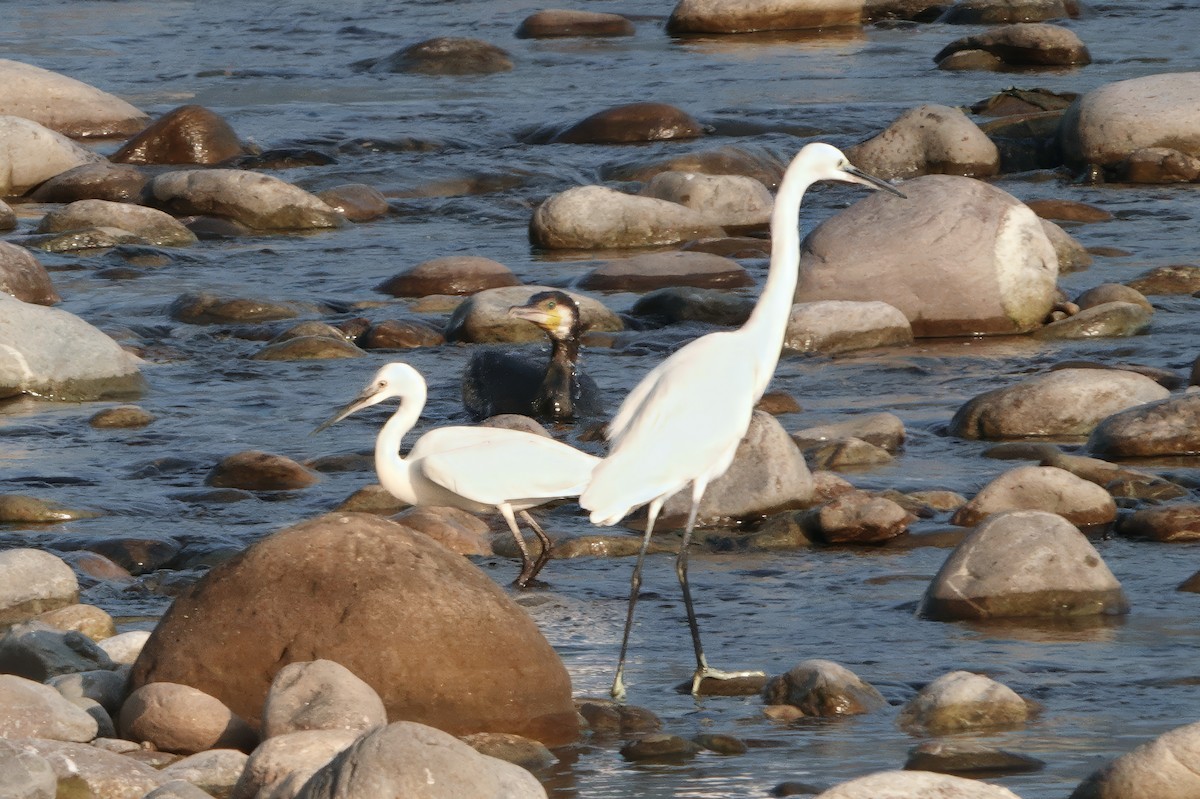 Little Egret - ML646679570
