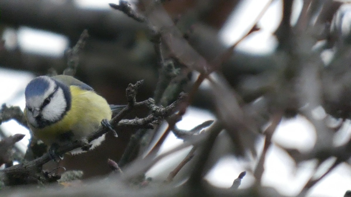 アオガラ - ML646679577