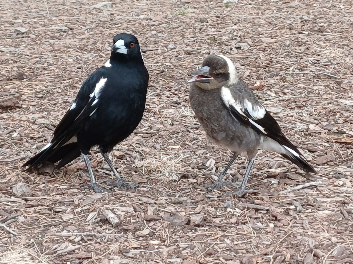 Verdugo Flautista - ML646679580