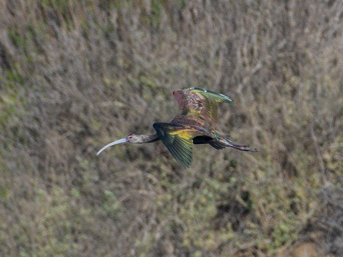 Beltzaran musuzuria - ML646679582