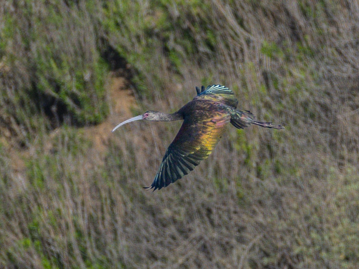 Beltzaran musuzuria - ML646679583