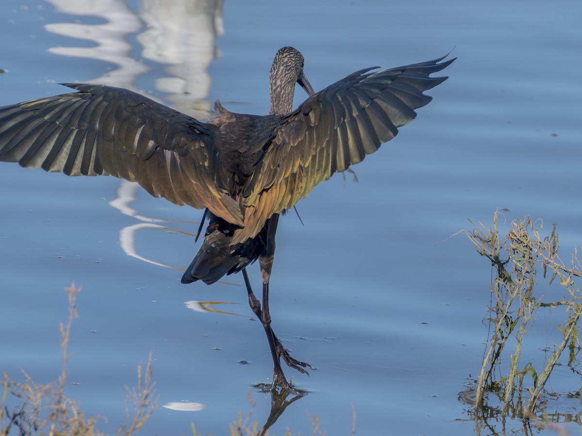 Beltzaran musuzuria - ML646679584