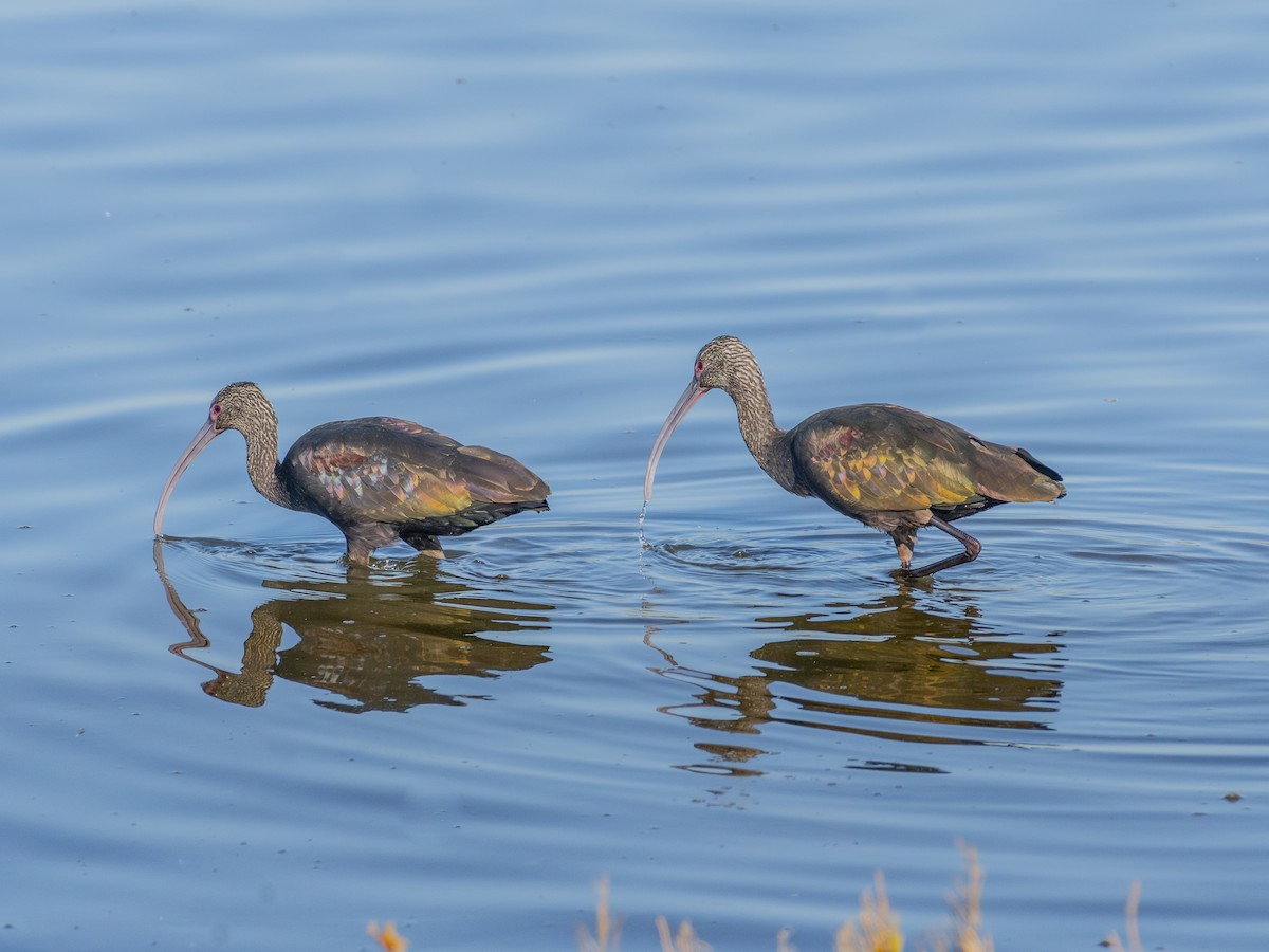 Beltzaran musuzuria - ML646679585