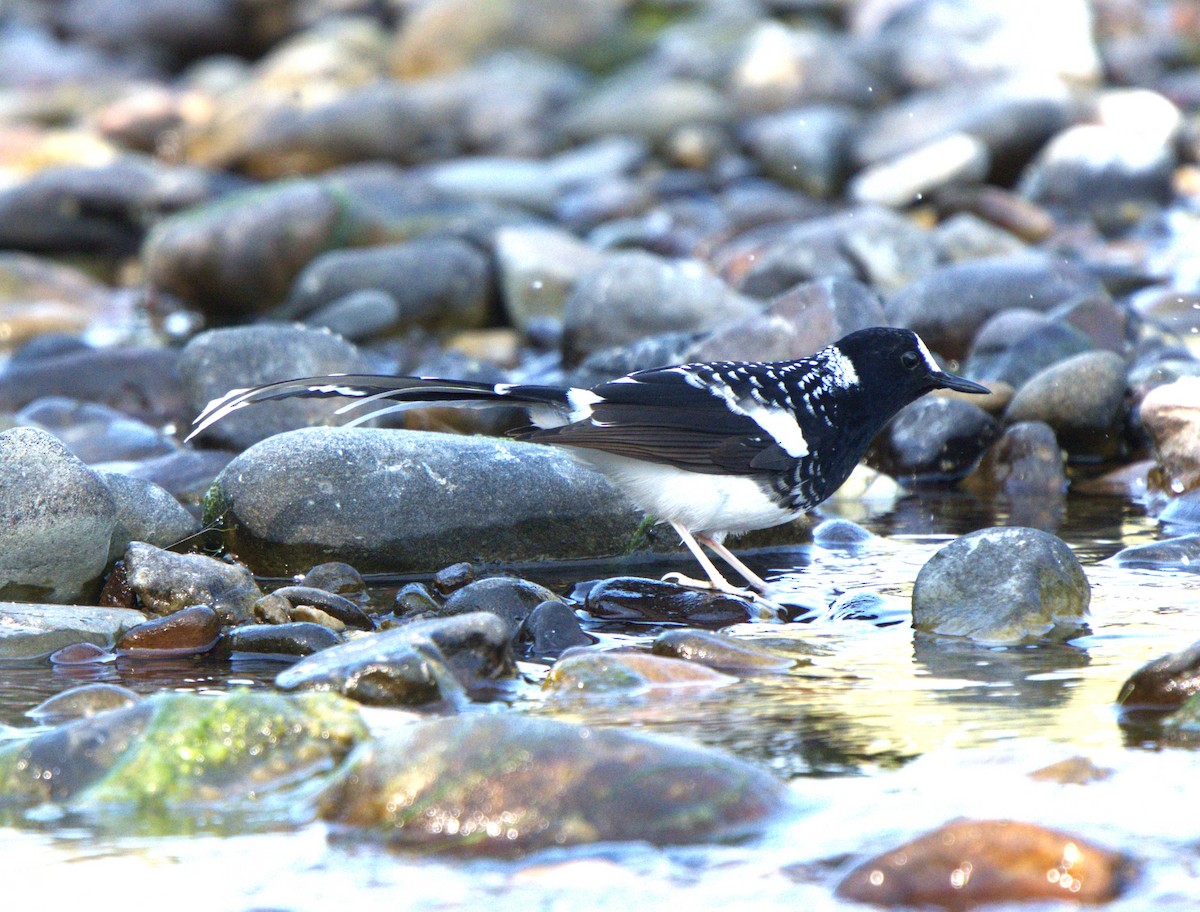 Spotted Forktail - ML646679586