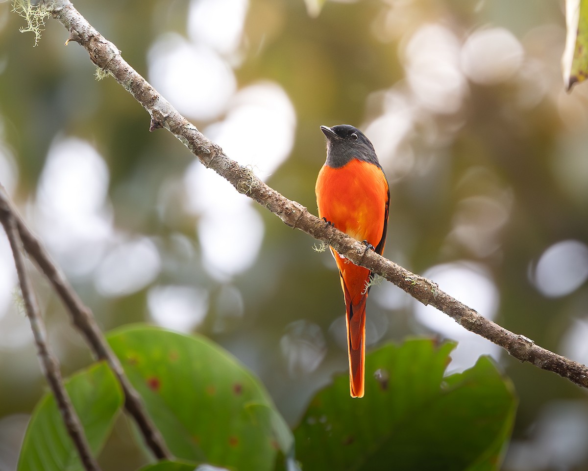 gråhakemønjefugl - ML646679587