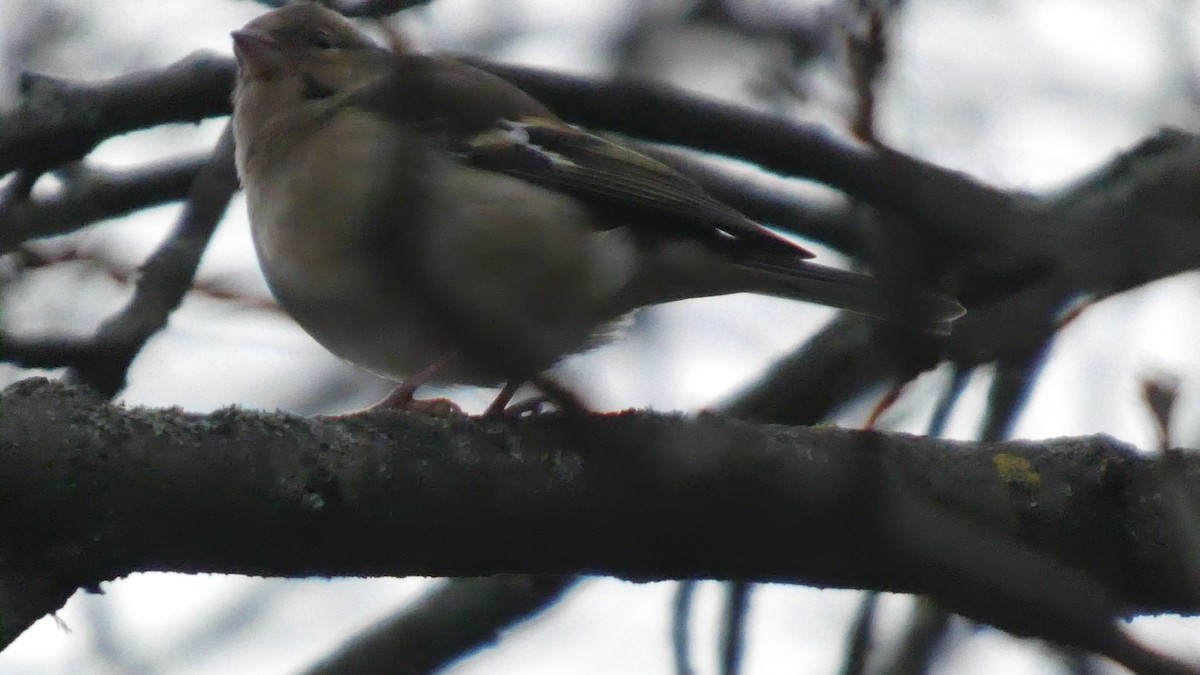 ズアオアトリ - ML646679590