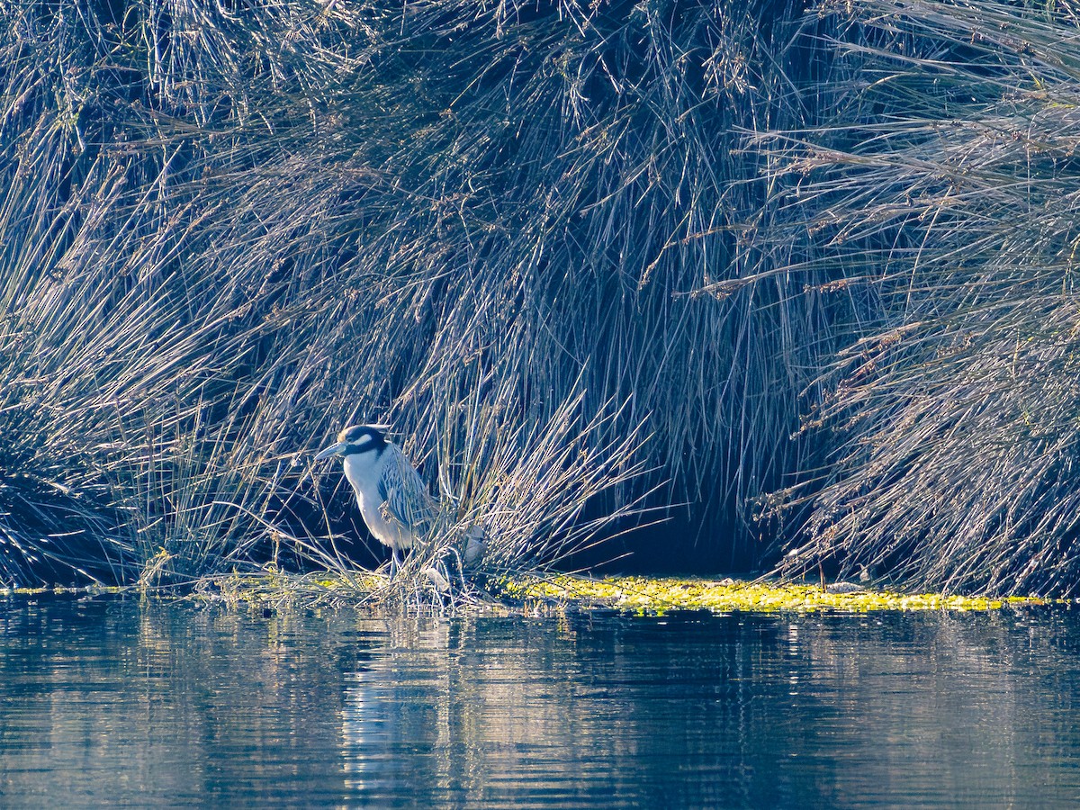 Yellow-crowned Night Heron - ML646679592