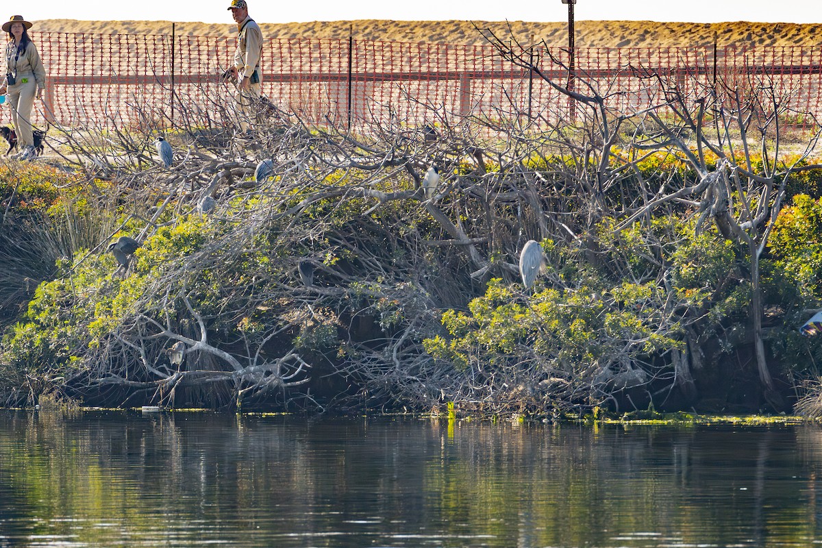 Yellow-crowned Night Heron - ML646679593