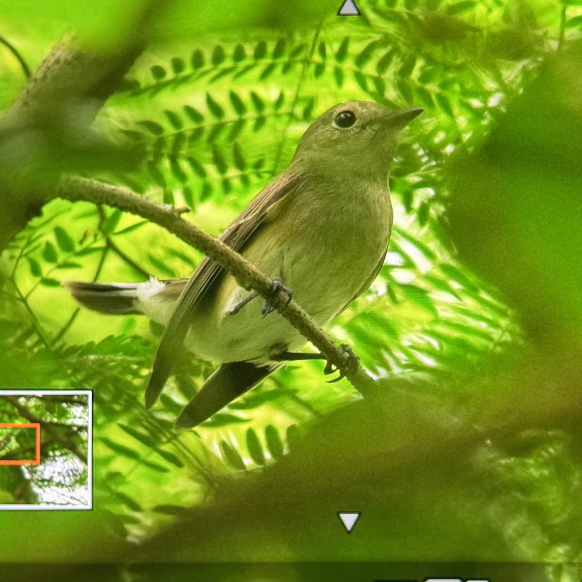 Taiga Flycatcher - ML646679595