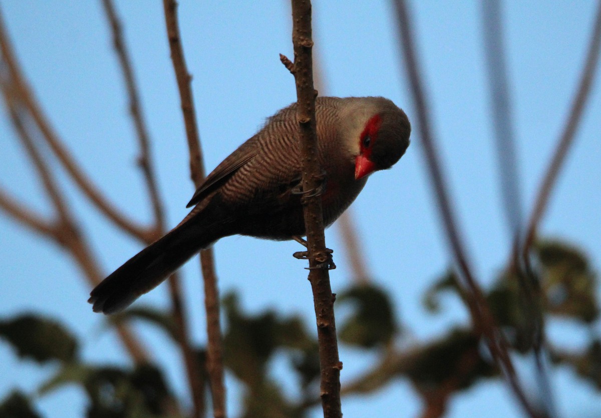 Common Waxbill - ML646679596