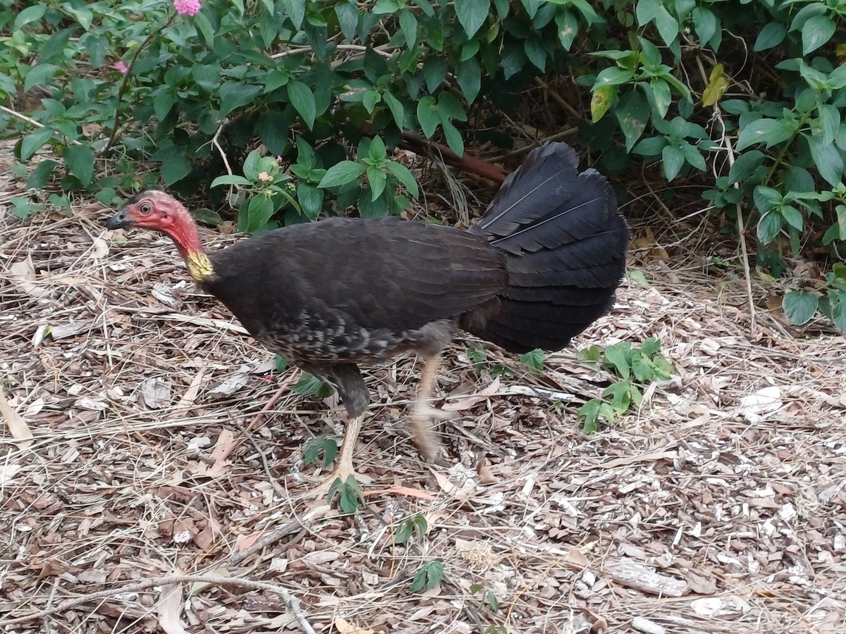 Talégalo Cabecirrojo - ML646679597