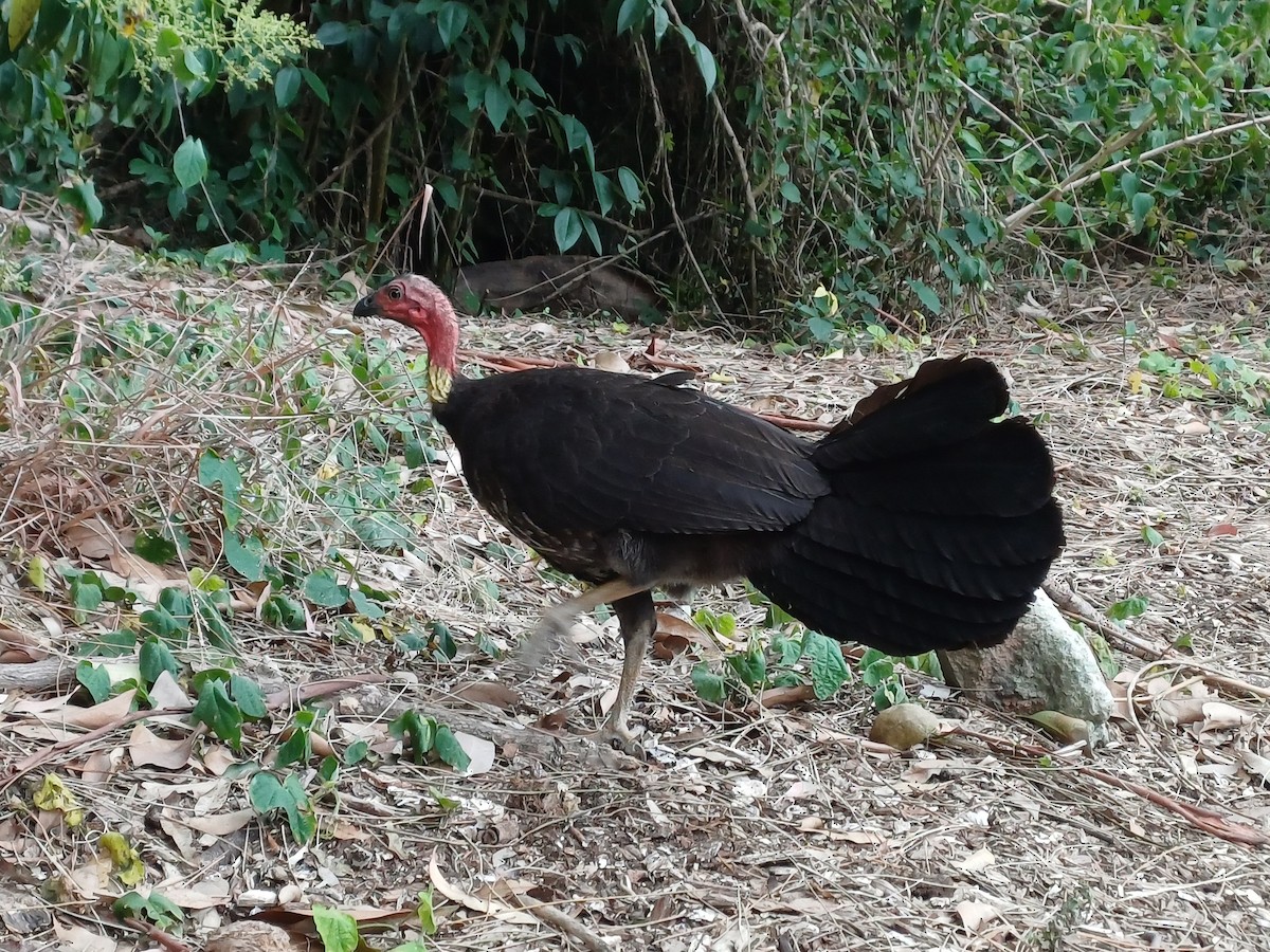 Talégalo Cabecirrojo - ML646679599