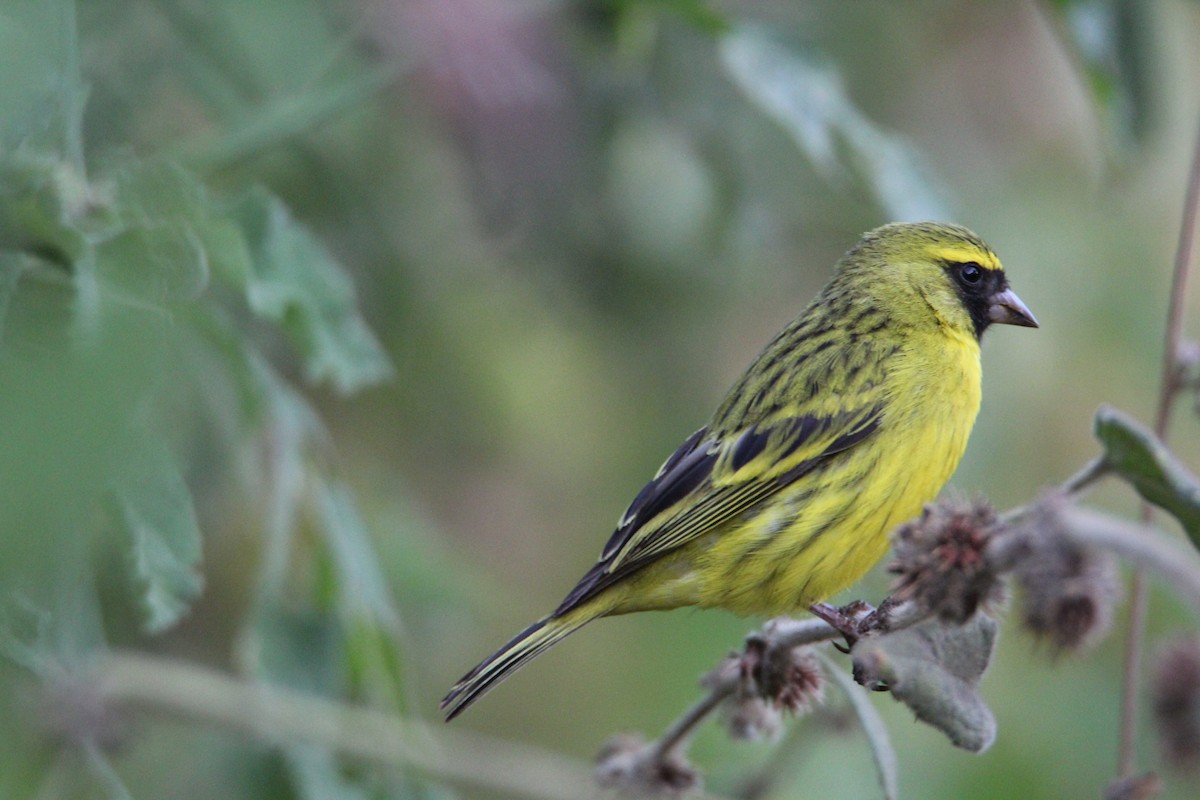 African Citril - ML646679604