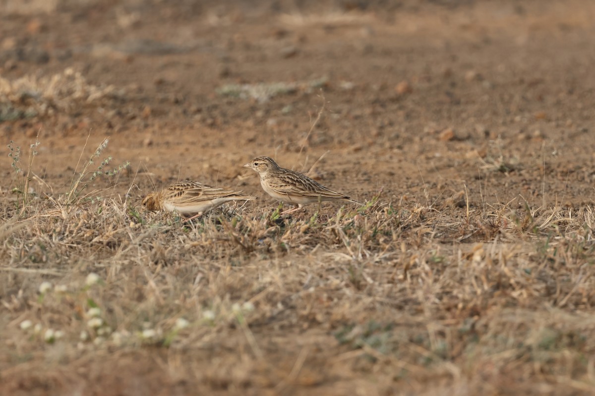 Mongolian Short-toed Lark - ML646679615