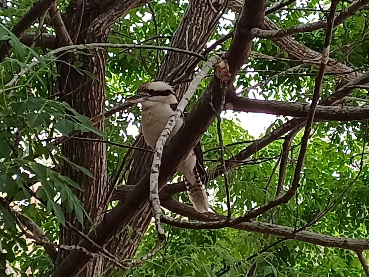 Cucaburra Común - ML646679618