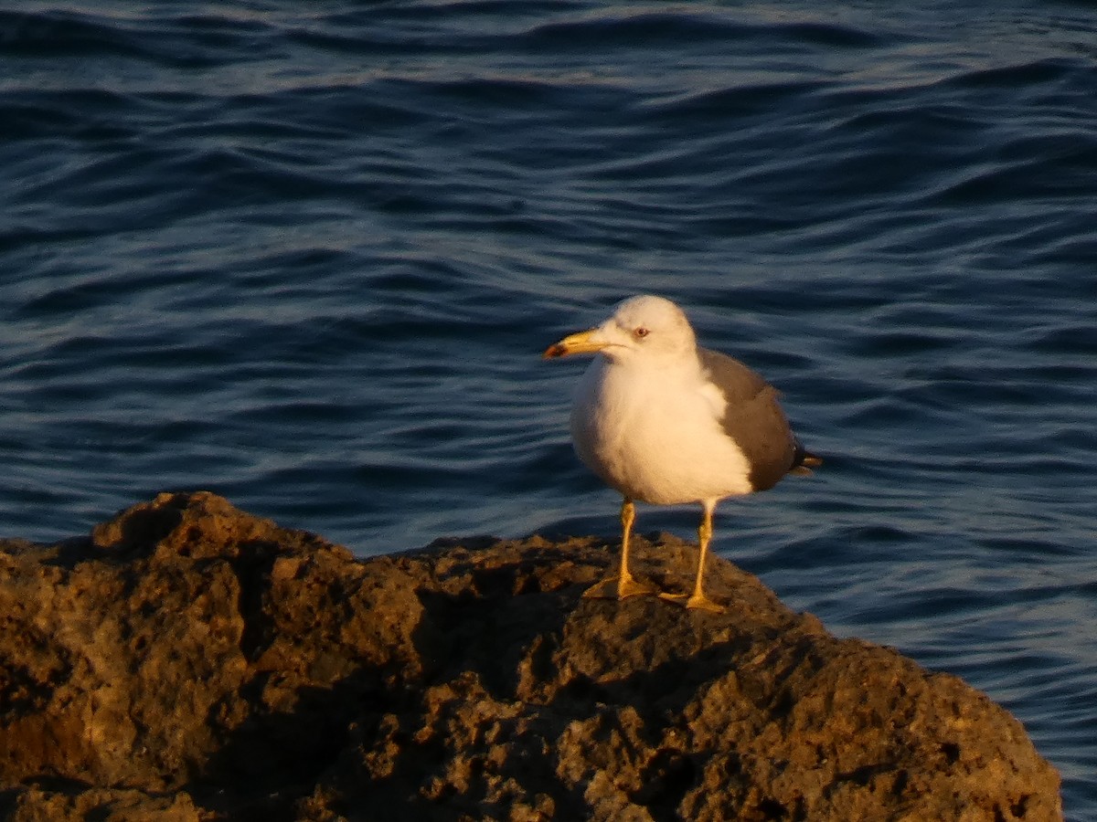 Black-tailed Gull - ML646679623