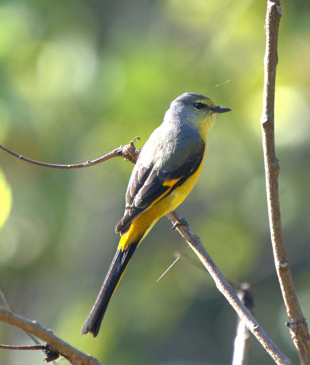 Long-tailed Minivet - ML646679625
