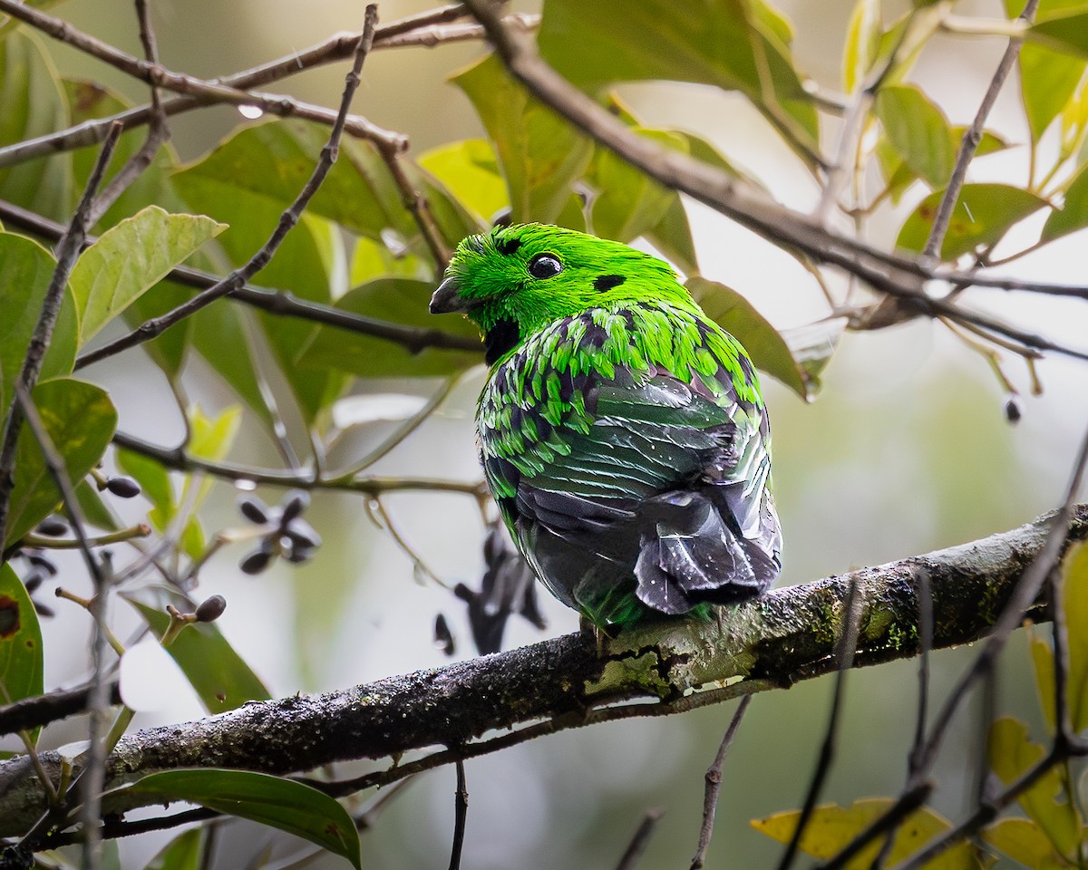 Whitehead's Broadbill - ML646679626