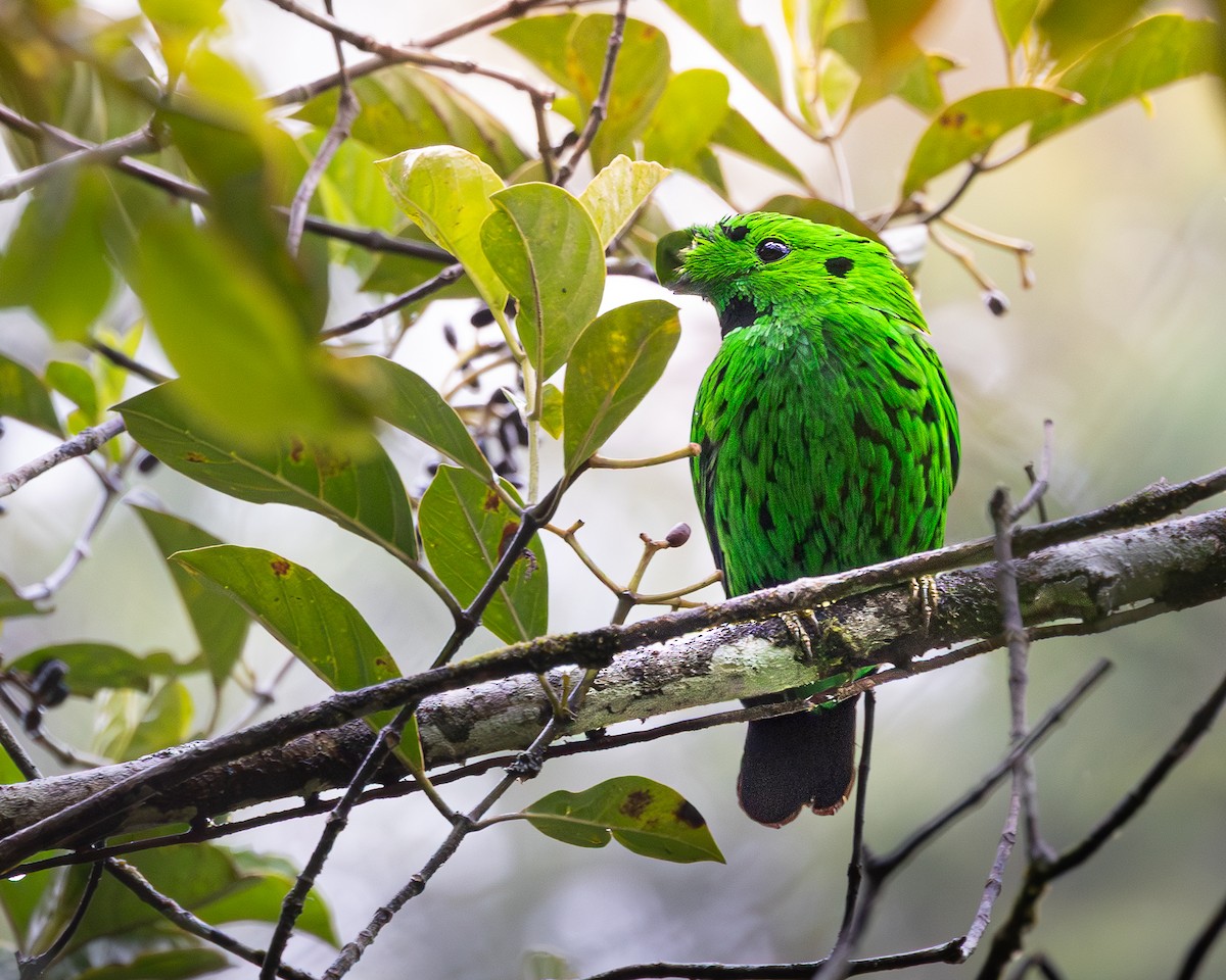 Whitehead's Broadbill - ML646679627