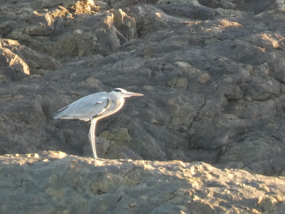 Gray Heron - ML646679628