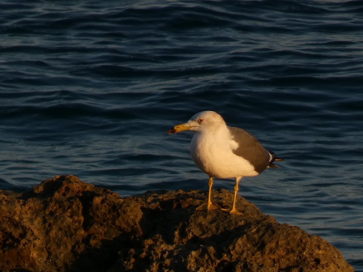 Black-tailed Gull - ML646679629