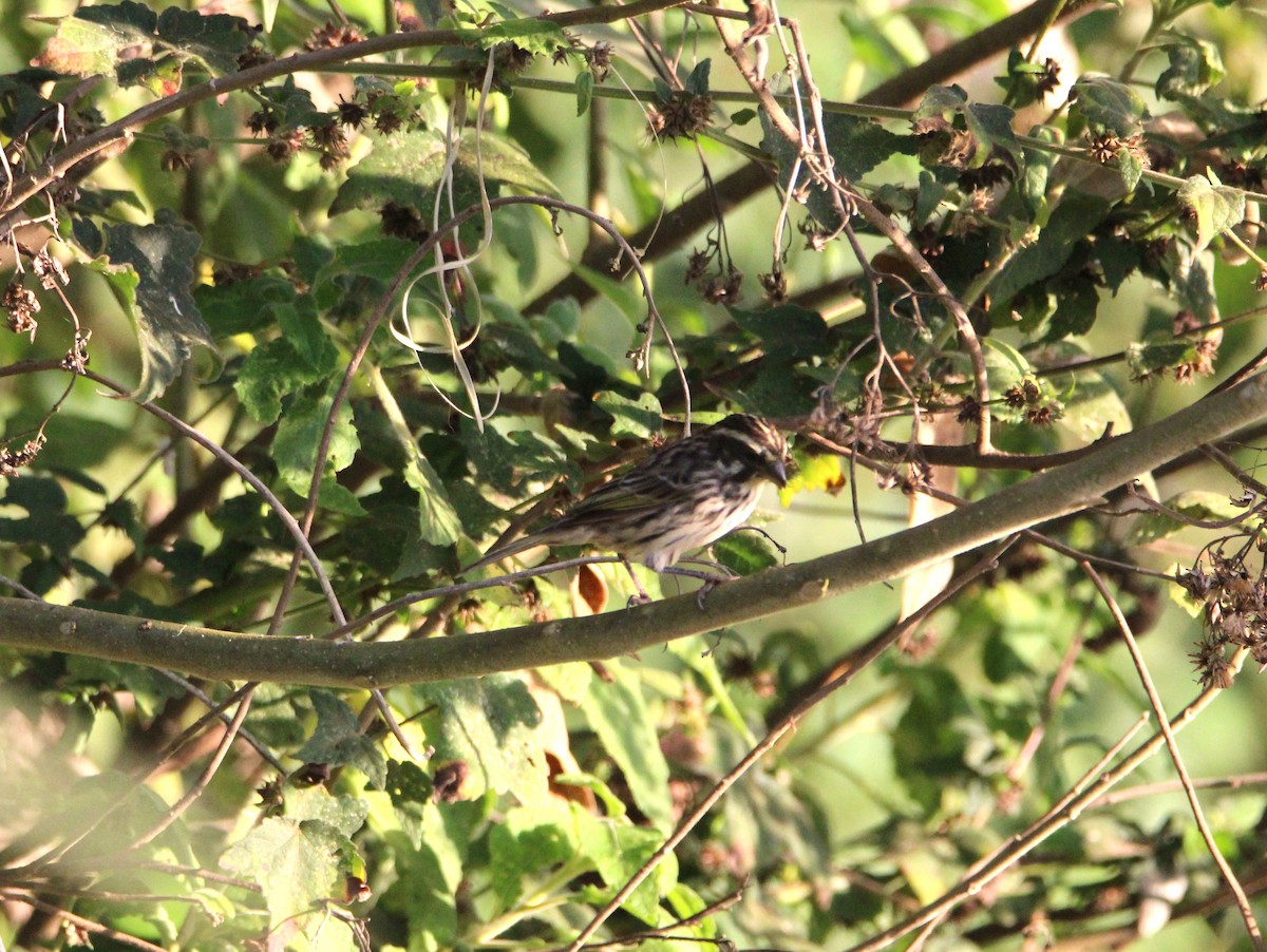 Streaky Seedeater - ML646679630