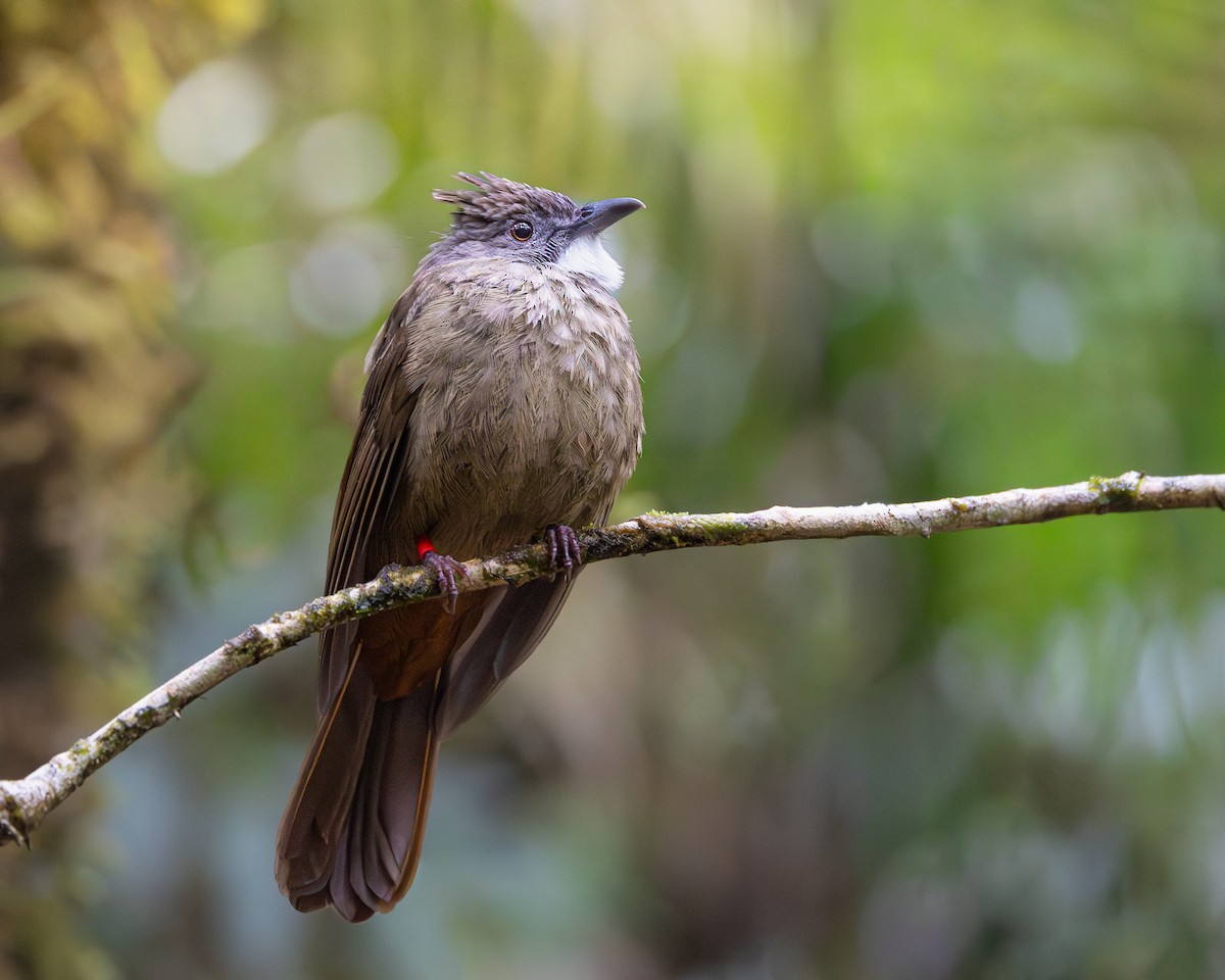 Penan Bulbul - ML646679631