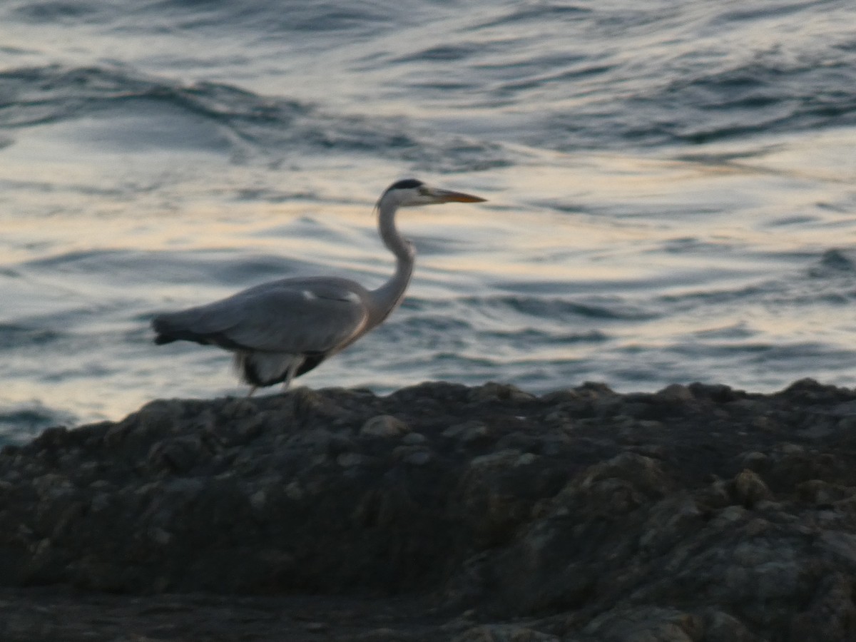 Gray Heron - ML646679632