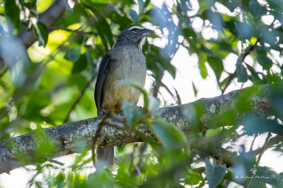 Cinnamon-bellied Saltator - ML646679633