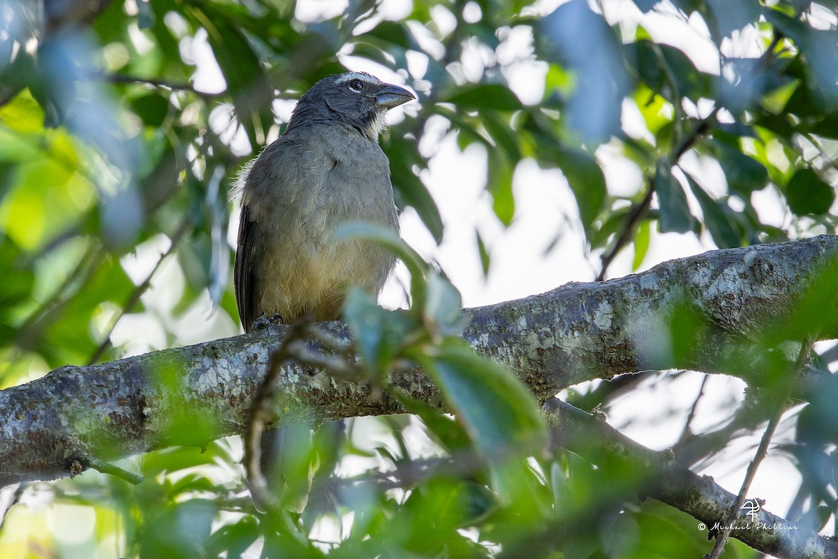 Cinnamon-bellied Saltator - ML646679634