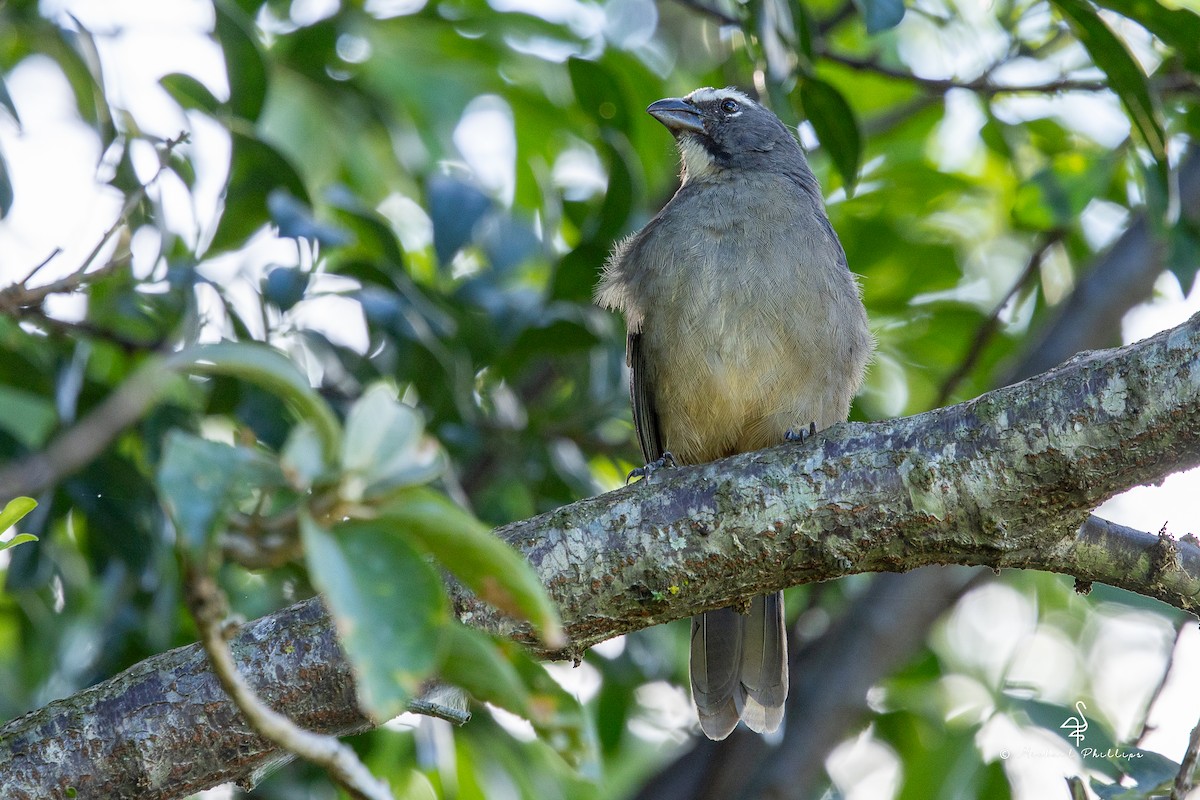 Cinnamon-bellied Saltator - ML646679635