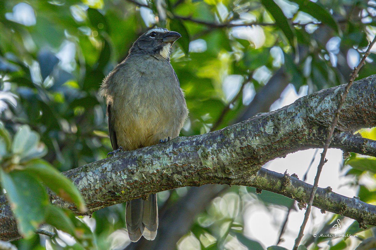 Cinnamon-bellied Saltator - ML646679636