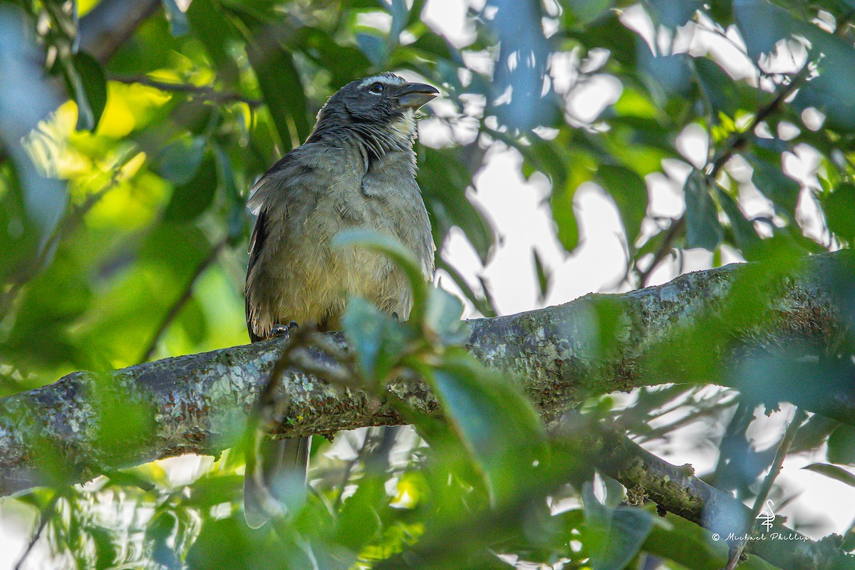 Cinnamon-bellied Saltator - ML646679637