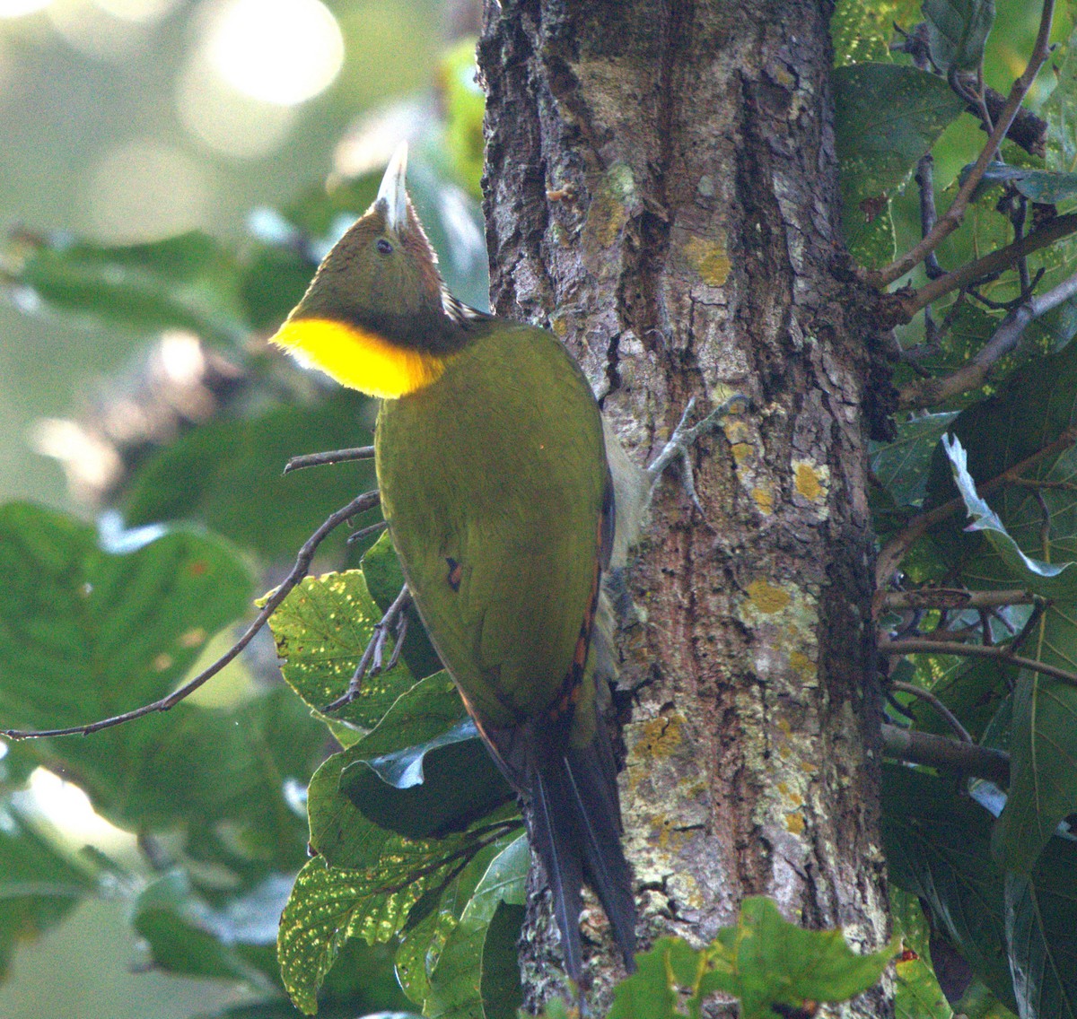 Greater Yellownape - ML646679638