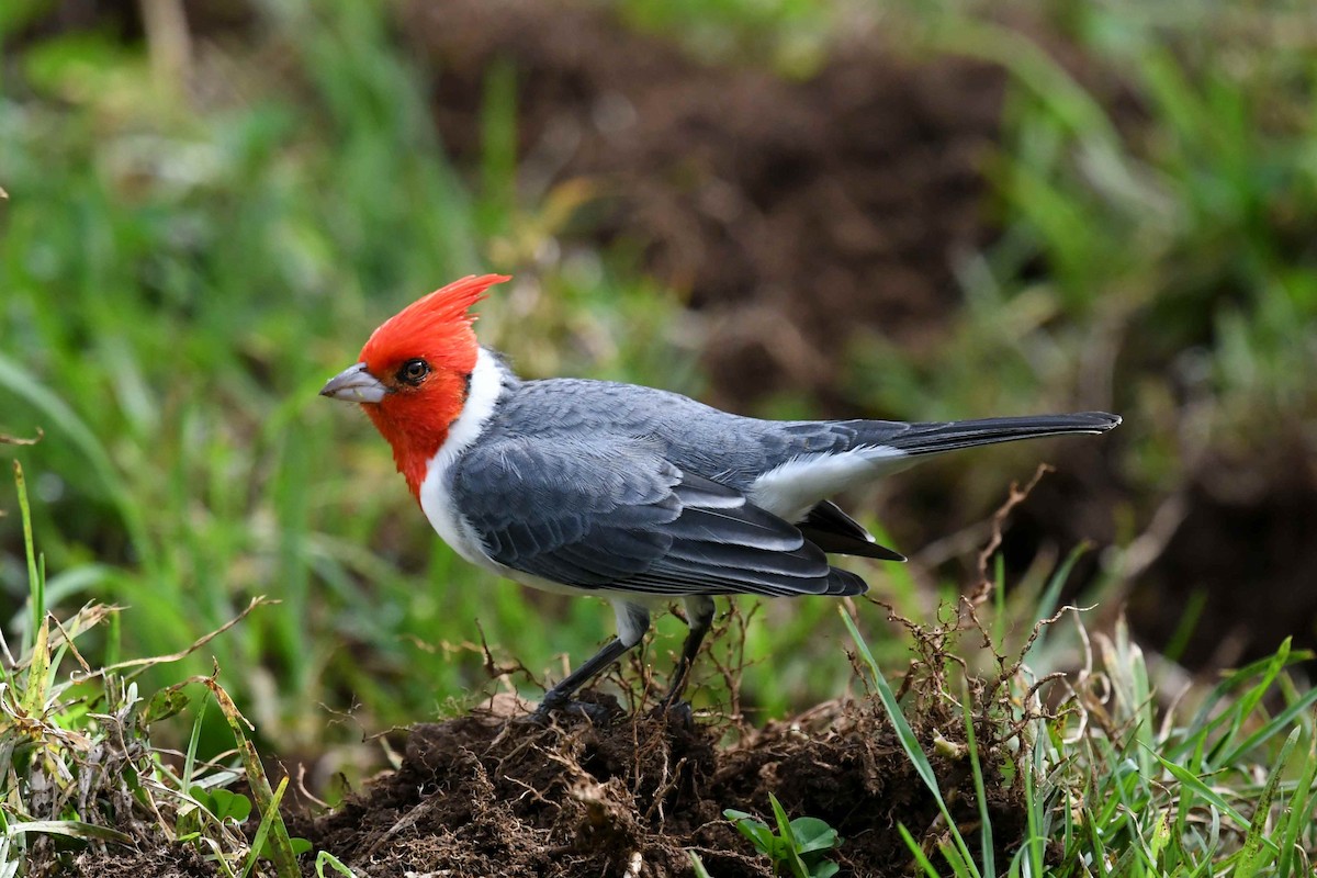 Red-crested Cardinal - ML646679639