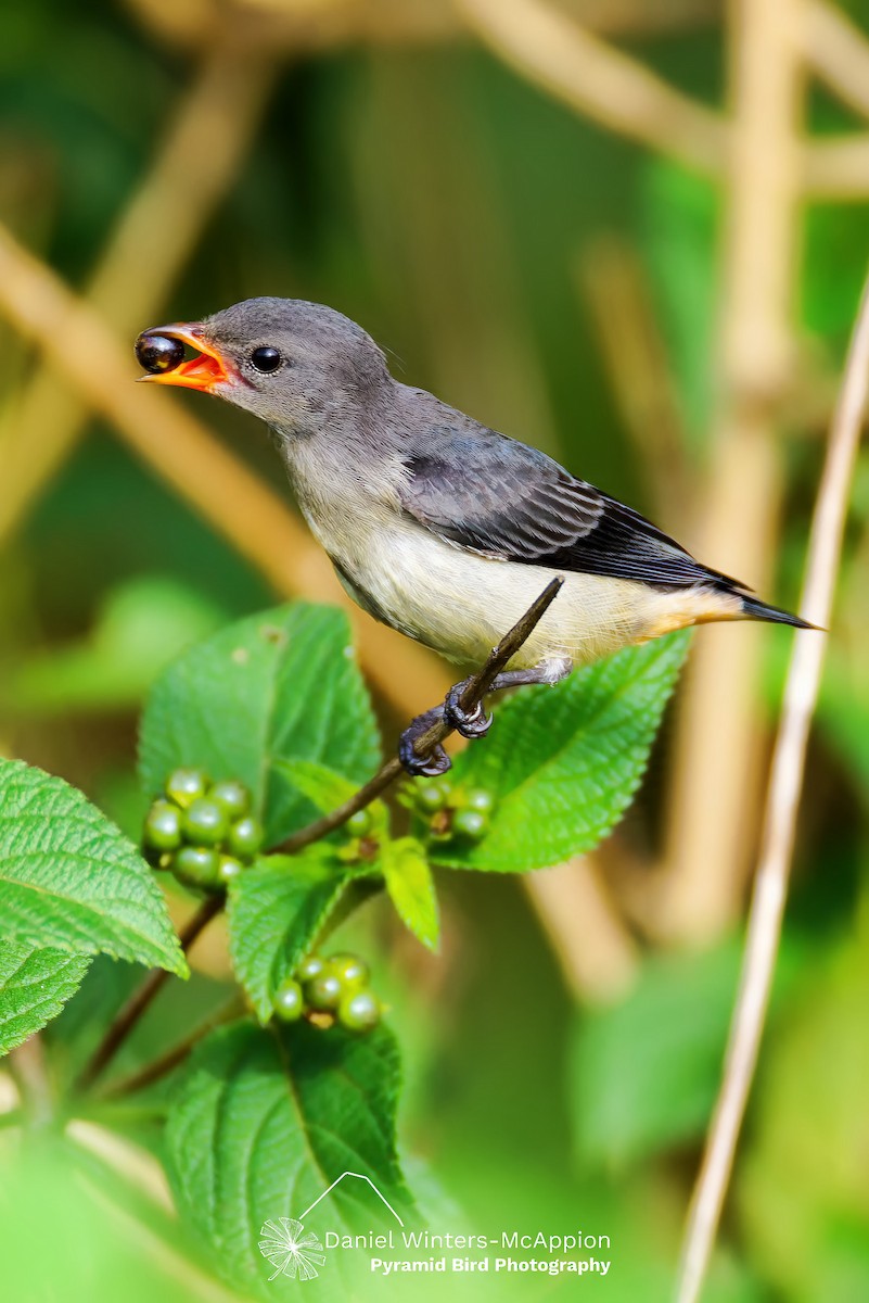 Mistletoebird (Australian) - ML646679640