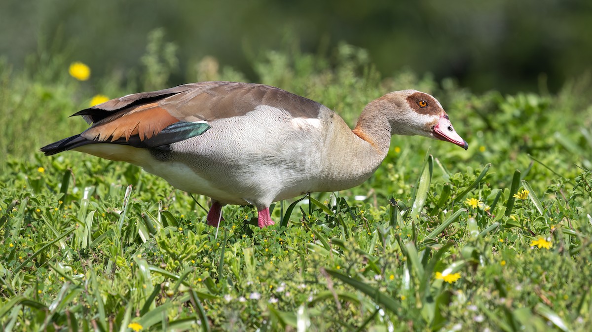 Egyptian Goose - ML646679643