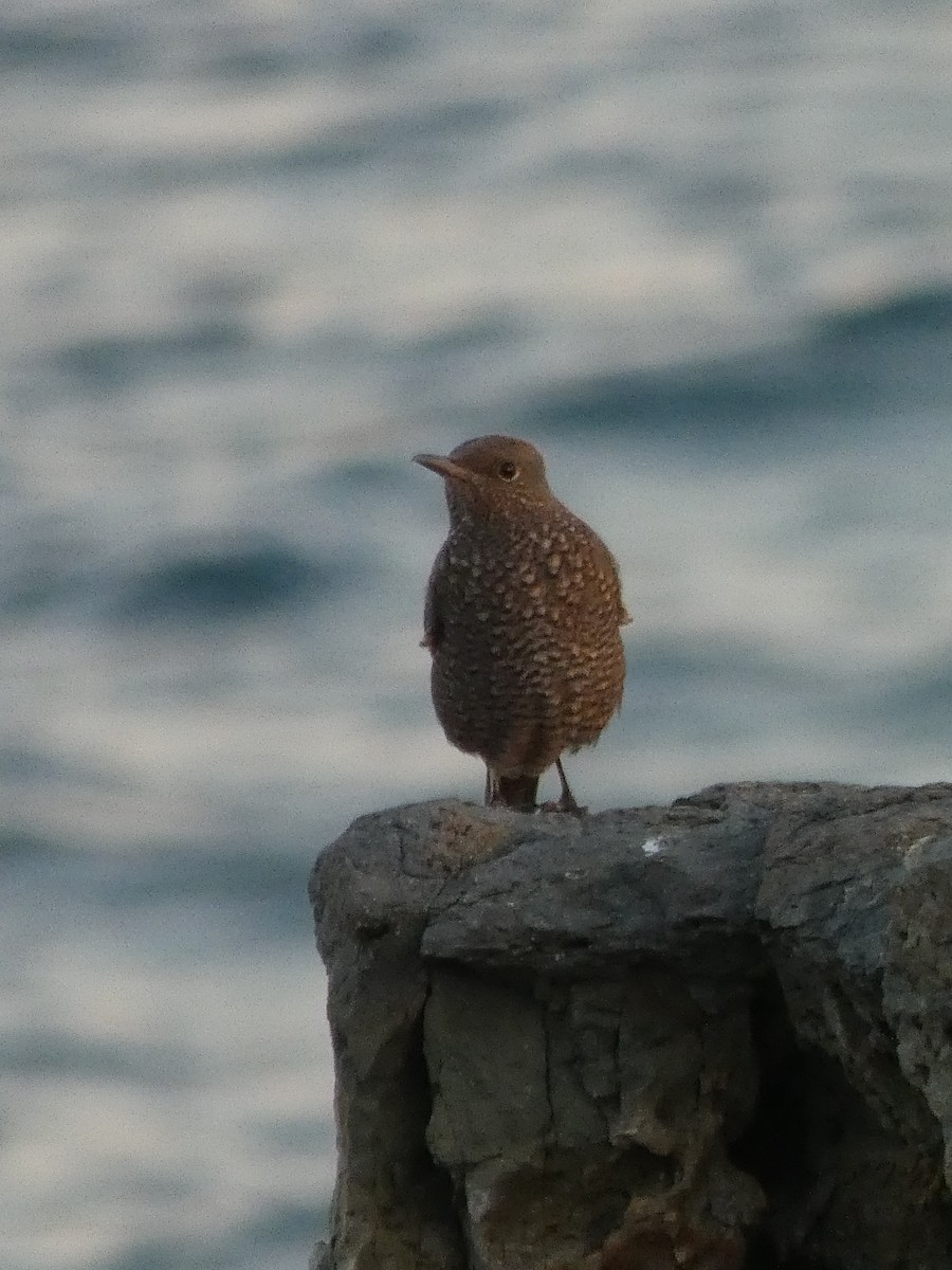 Blue Rock-Thrush - ML646679644