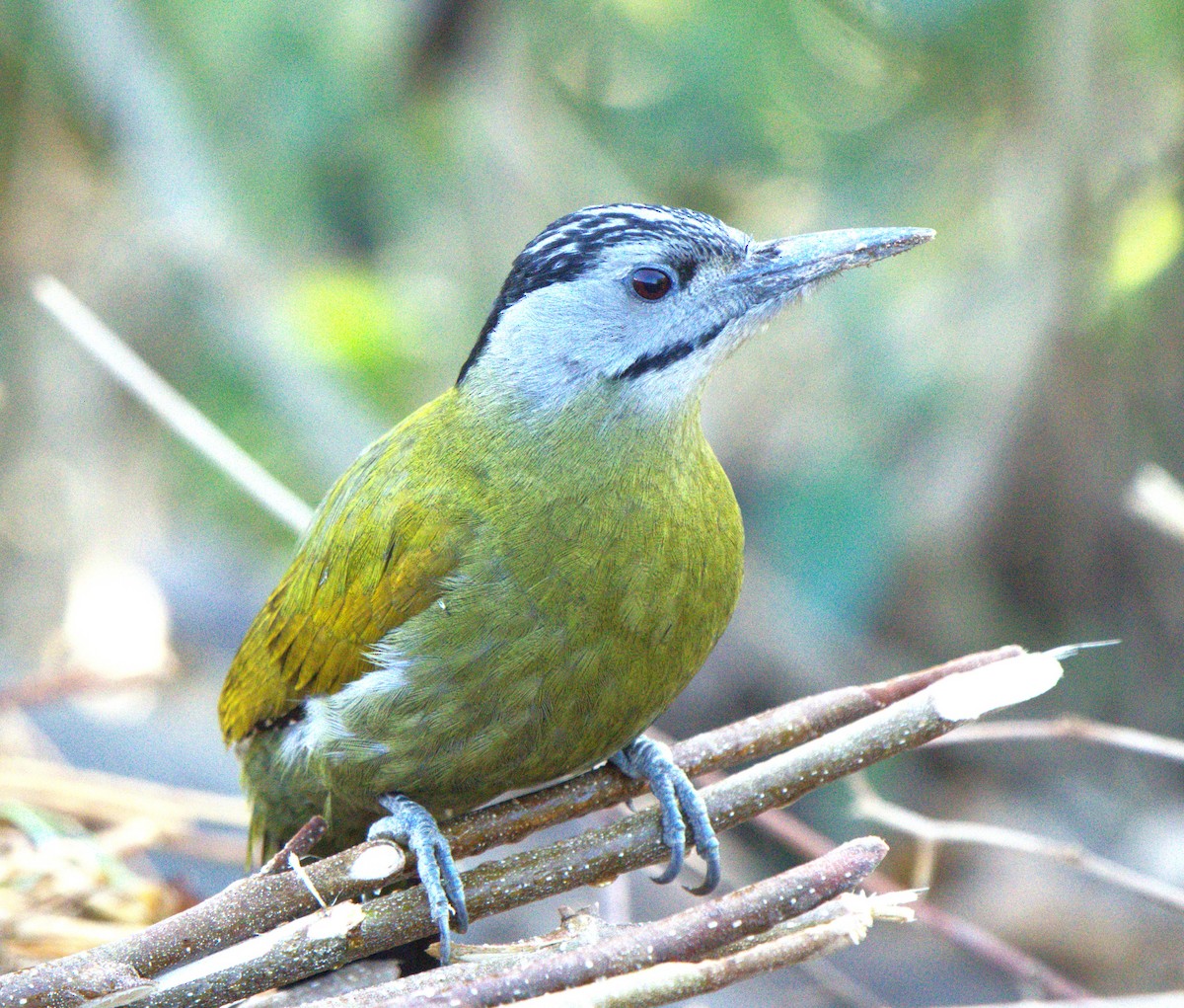 Gray-headed Woodpecker - ML646679645