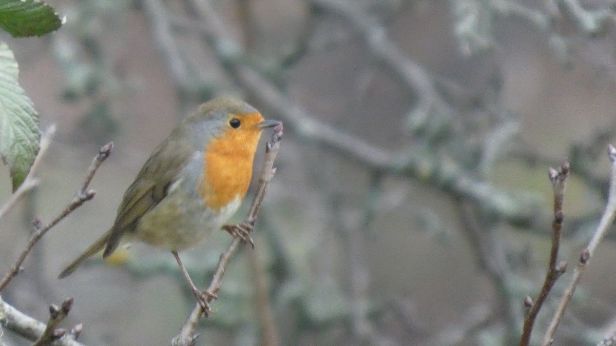 European Robin - ML646679646