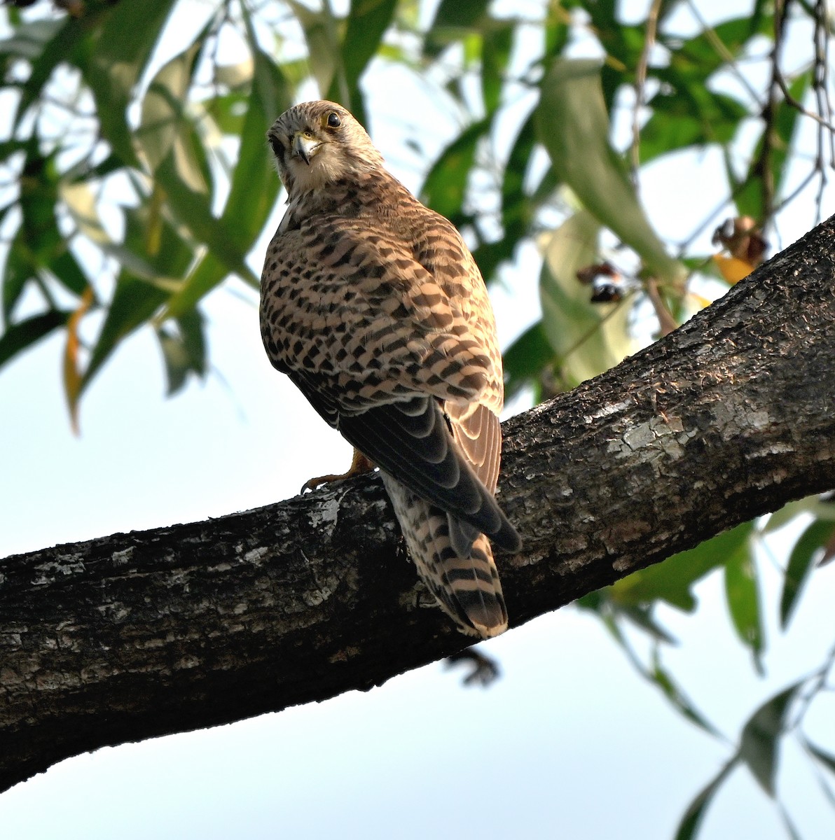 Eurasian Kestrel - ML646679649